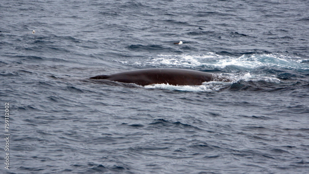 Fototapeta premium Fin whale (Balaenoptera physalus) off Elephant Island, Antarctica