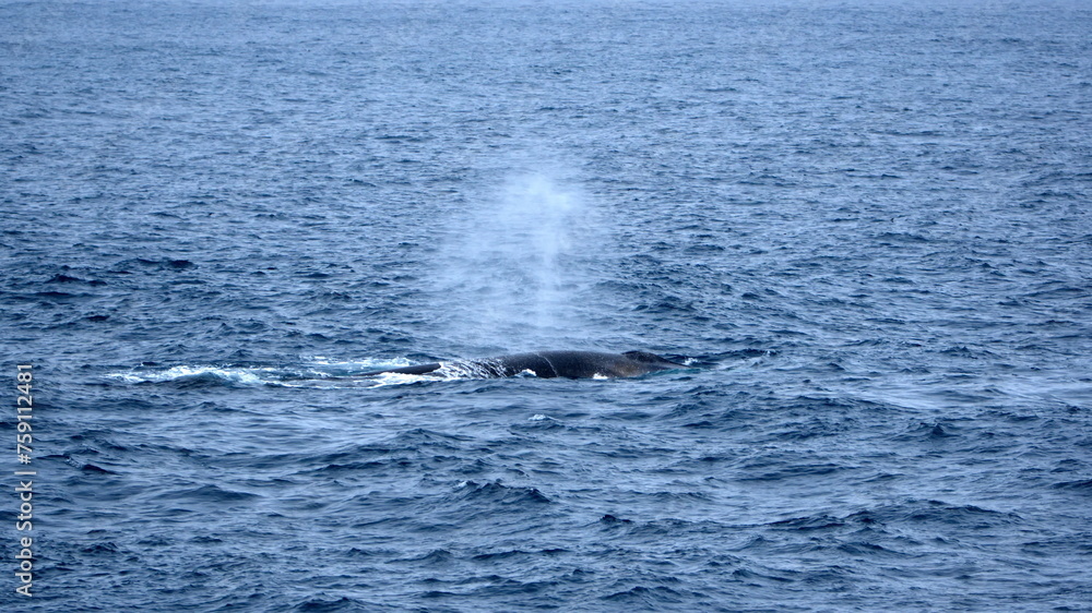 Fin whale (Balaenoptera physalus) blowing off Elephant Island, Antarctica Fin whale (Balaenoptera physalus) blowing off Elephant Island, Antarctica