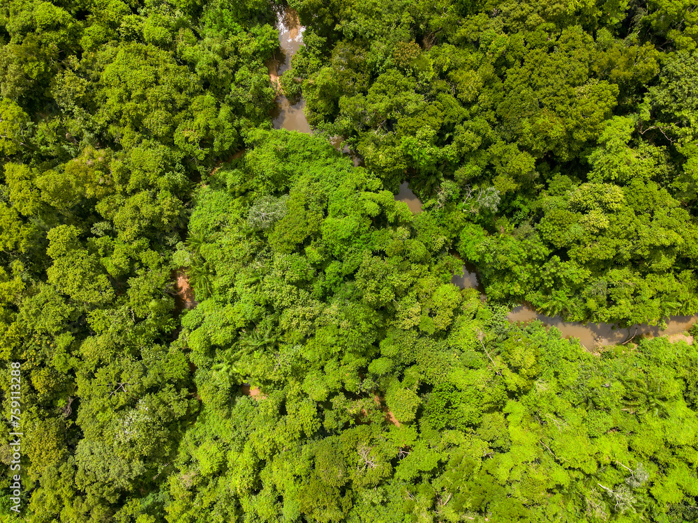 Aerial top down of forest and river in Parque Mae Bonafacia park in Cuiaba Mato Grosso