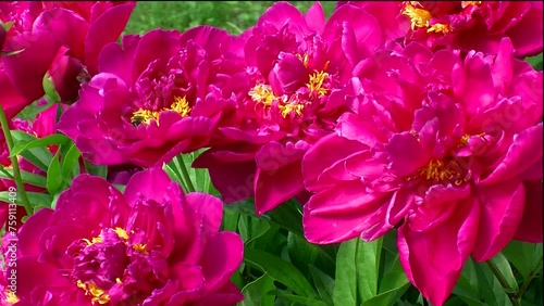 Pinke Pfingstrosen mit gelben Blütenfäden -ein Paradies für die Hummel-