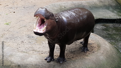 Funny mini hippopotamus in the open air