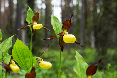 A group of flowering Lady's-slipper orchids in a lush environment in Oulanka National Park, Northern Finland 
