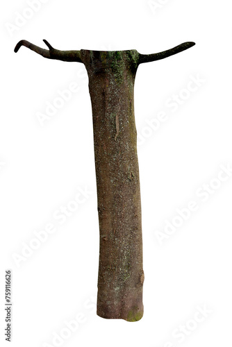 Foto Tree trunk with branches cropped as a clothes hanger on isolated transparent bac