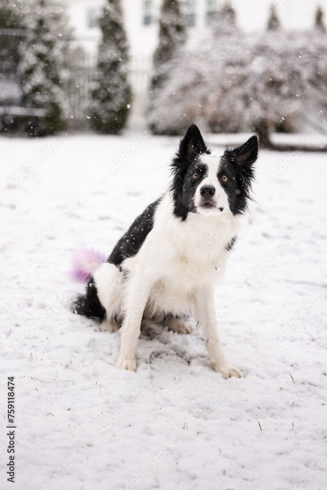 border collie dog in the snow