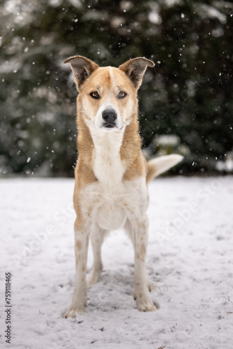 dog in snow