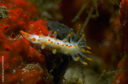 Nudibranch, Orange-clubbed sea slug (Limacia clavigera) white-bodied dorid with numerous orange-tipped projections on its body. Alghero, Capo Caccia, Sardinia, Italy photo