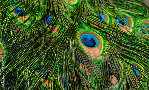 natural texture peacock feathers   photo