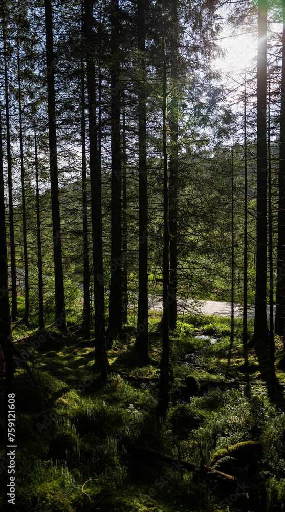 Forest and undergrowth blooming Forest and undergrowth blooming
