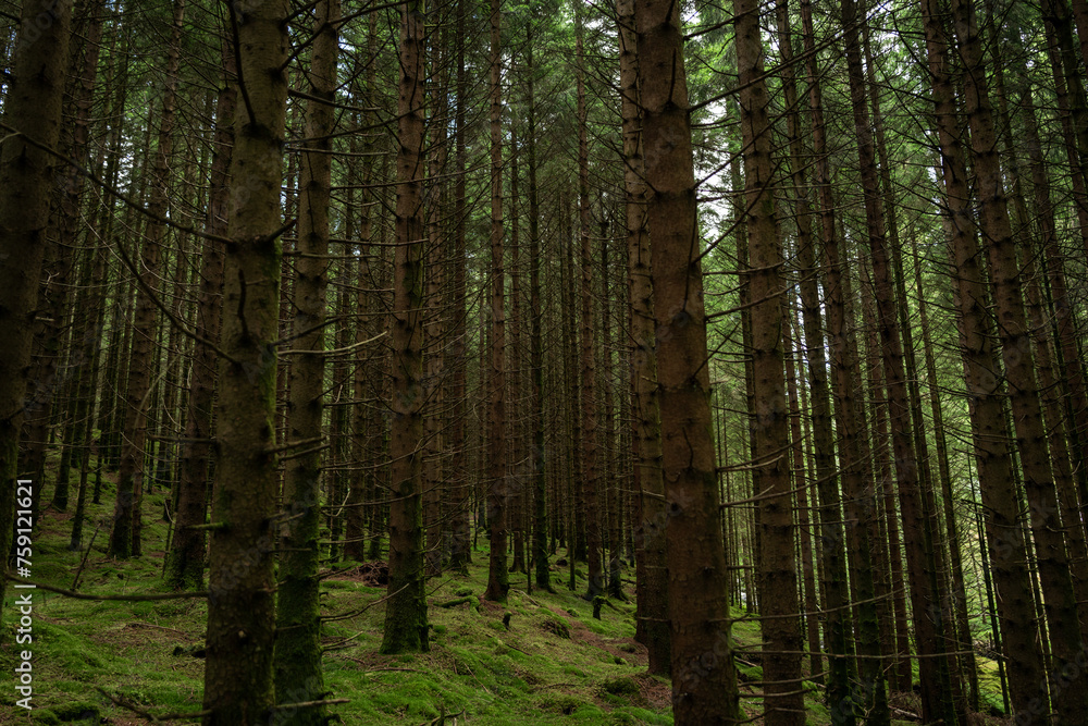 Forest and undergrowth blooming Forest and undergrowth blooming