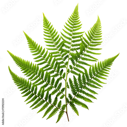 Green leaves fern tropical plant isolated on transparent background.