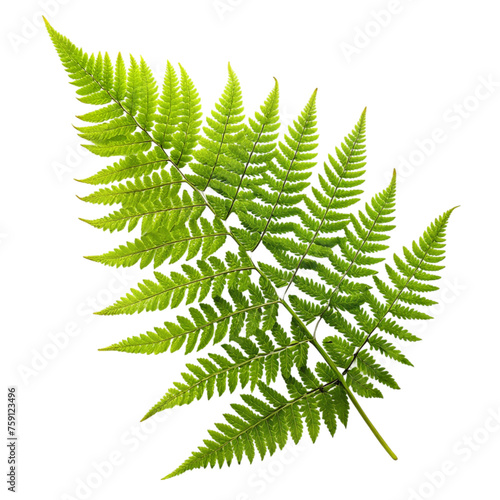Green leaves fern tropical plant isolated on transparent background.