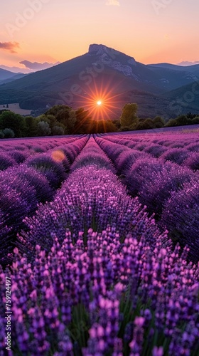 Overhead lavender fields form geometric wonders