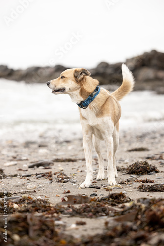happy dog on the beach