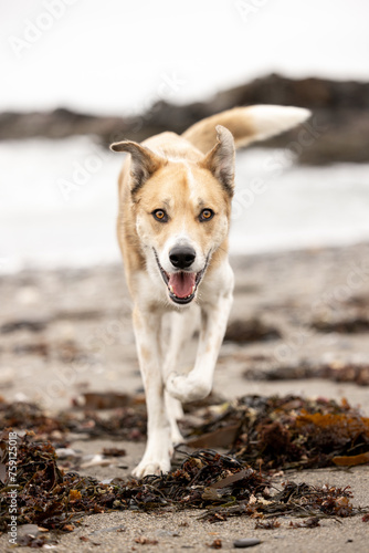 dog on the beach