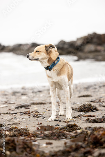dog on the beach
