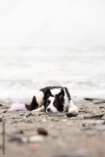 border collie dog on the beach