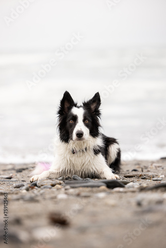 border collie dog on the beach
