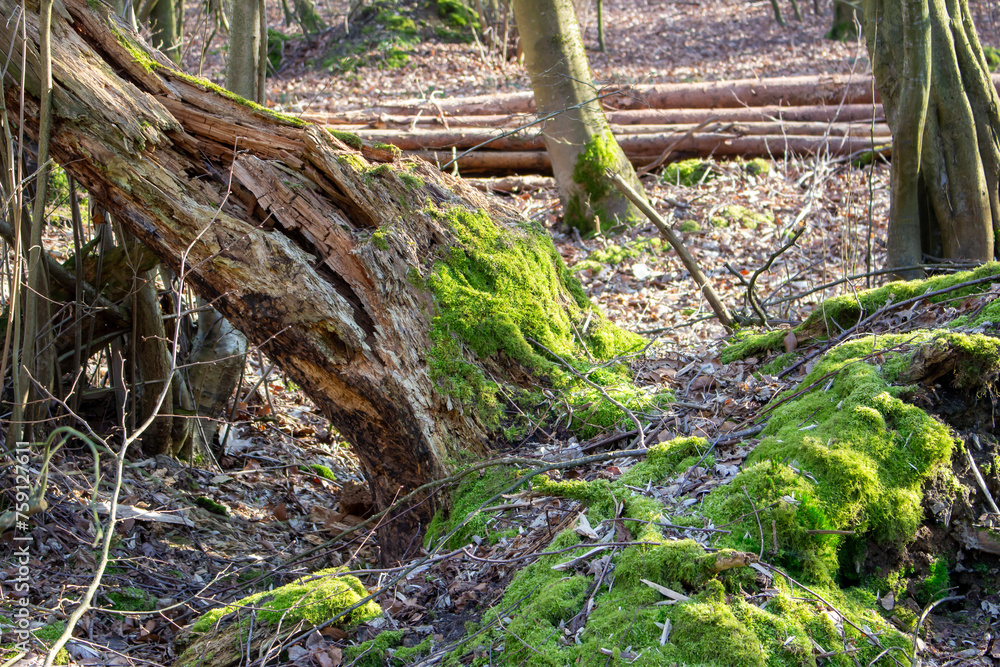 Fototapeta premium lush green moss grows on a large tree trunk