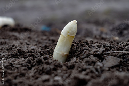 New spring season of white asparagus vegetable on field ready to harvest, white heads of asparagus growing up from the ground on farm