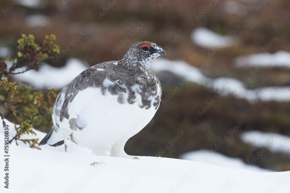 Rock ptarmigan standing on fresh snow in the mountains of Urho Kekkonen National Park, Northern Finland Rock ptarmigan standing on fresh snow in the mountains of Urho Kekkonen National Park, Northern Finland