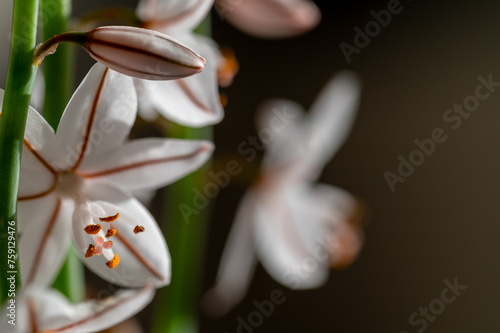 Fistulous asphodel white flowers (Asphodelus fistulosus) in the field photo