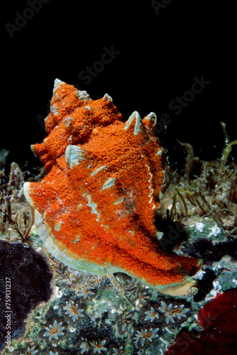 Hexaplex trunculus, mollusca, muricidae. A commercial specie ranging from 1 to 100 m. Sardegna, (Sardinia), Italy (Mediterranean sea) photo