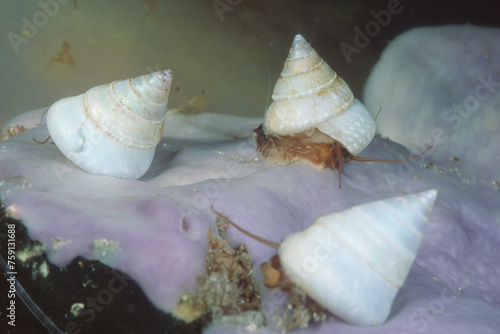 Calliostoma laugieri, Mollusca, Trochidae, unusual albino specimens on a sponge .Sardegna, (Sardinia), Italy (Mediterranean sea)  photo