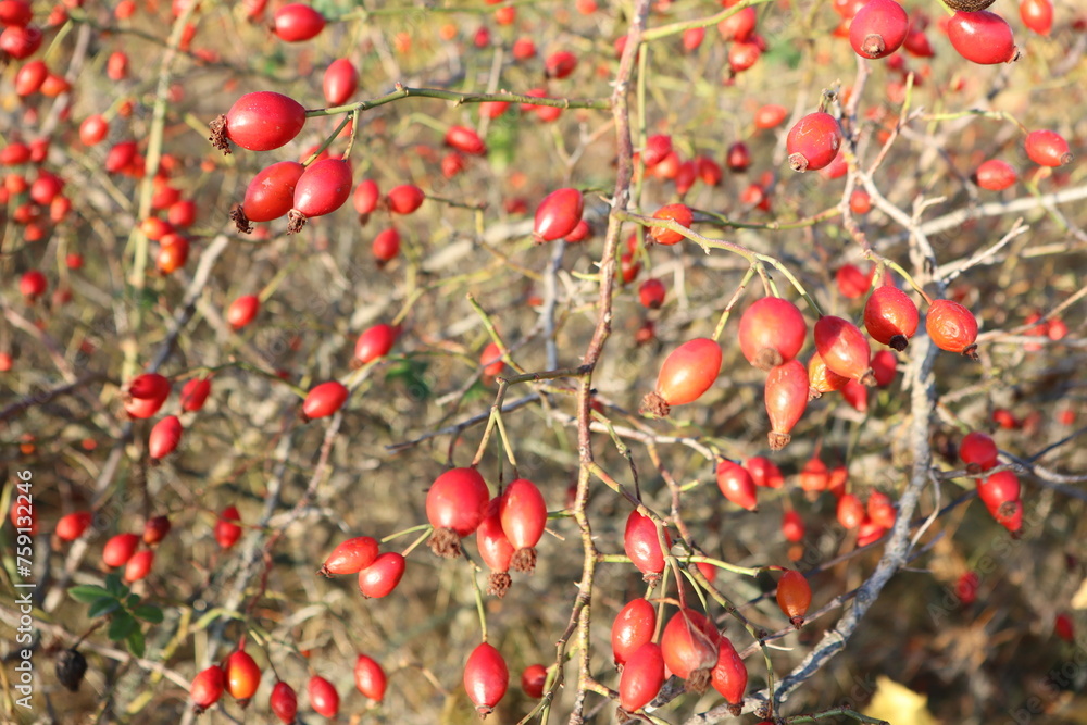 A lot of red rosehip berry on a shrub on a sunny autumn day in a field