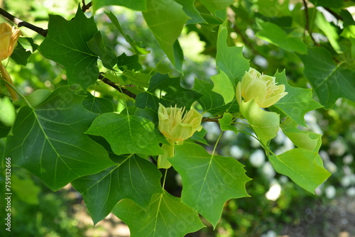 Branches with green leaves and yellow flowers of Liriodendron tulipifera, known as the tulip tree, in the city garden