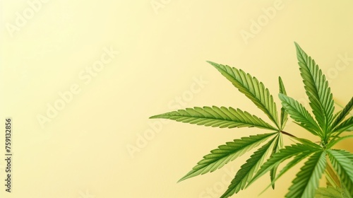 Cannabis plant leaves over plain yellow background.