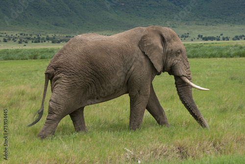 Elephant walking in the crater  the Ngorongoro  in Tanzania photo