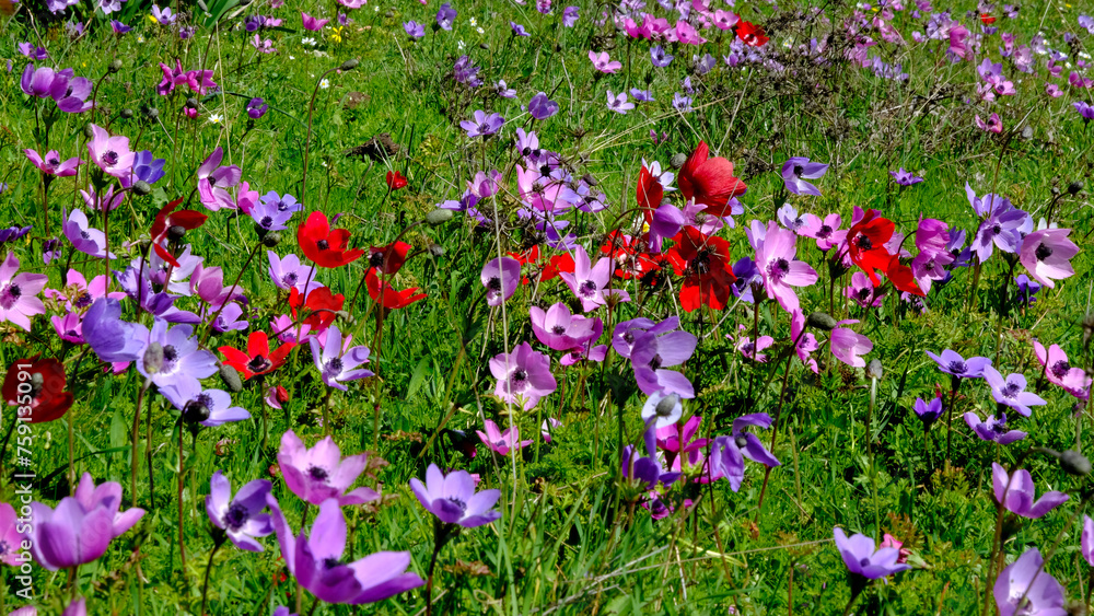 Beautiful and colorful anemone flowers in nature Beautiful and colorful anemone flowers in nature