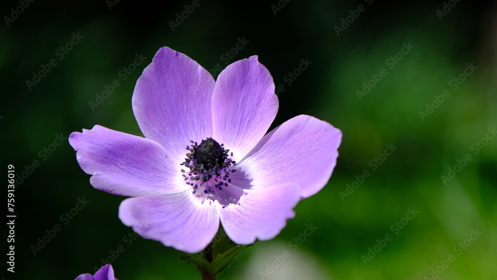 Beautiful and colorful anemone flowers in nature Beautiful and colorful anemone flowers in nature
