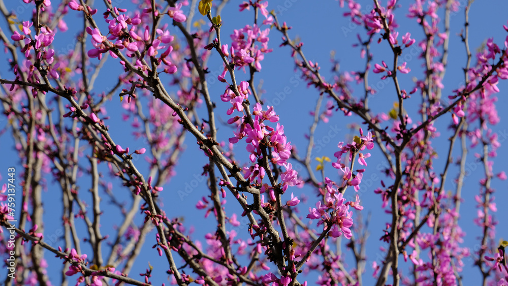 Spring branches with pink flowers Spring branches with pink flowers
