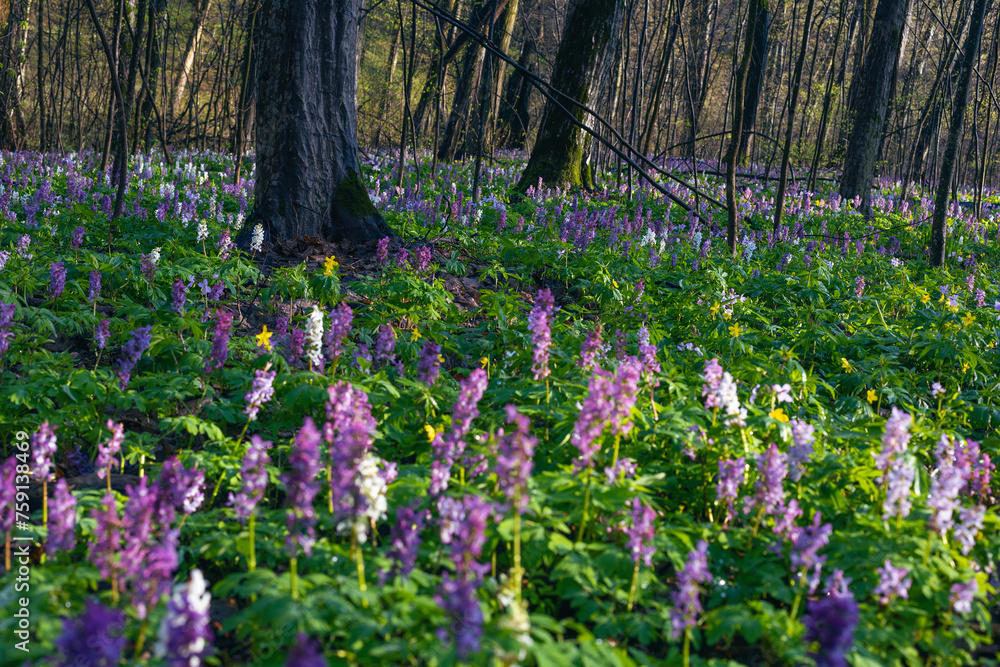 Violet and blue fumewort flowers in apring forest in Kyiv, Ukraine Violet and blue fumewort flowers in apring forest in Kyiv, Ukraine