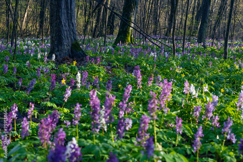 Fototapeta Naklejka Na Ścianę i Meble -  Violet and blue fumewort flowers in apring forest in Kyiv, Ukraine