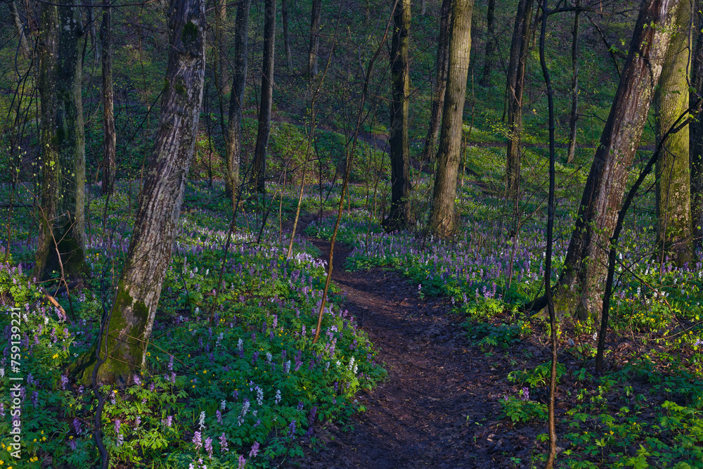 Violet and blue fumewort flowers in apring forest in Kyiv, Ukraine Violet and blue fumewort flowers in apring forest in Kyiv, Ukraine