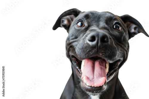 An image of a Cheerful Black dog