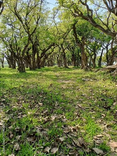 Tanguar Haor, located in the Dharmapasha and Tahirpur upazilas of Sunamganj District in Bangladesh photo