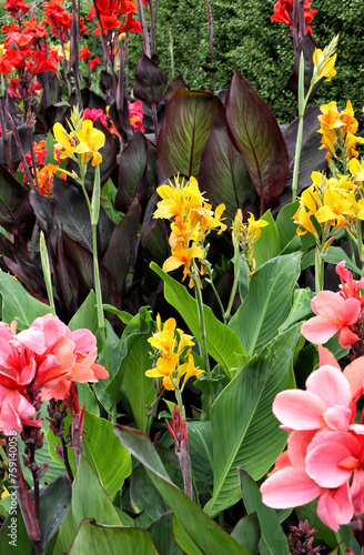 Canna indica plants in bloom