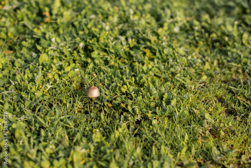 golden mushroom photo