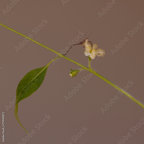 Grasshopper eating Brush Box flower pollen photo