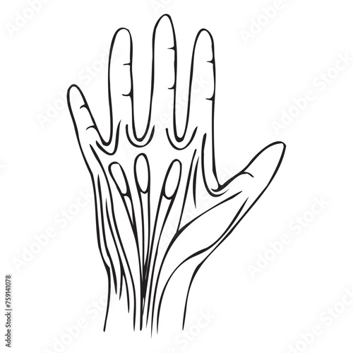 ligaments of the hand with simple black lines. Vector illustration