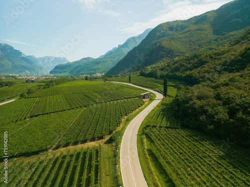 Aerial view of road through the vineyard in Italy