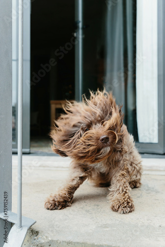 Windblown brown Portugese Water Dog puppy dog on a terrace.  photo