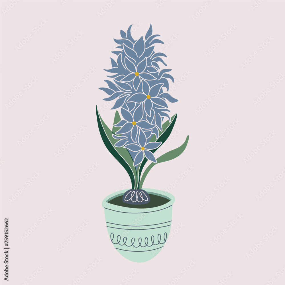 Hyacinth grows from a bulb in flowerpot. Fresh blooms, potted jacinth houseplant. Beautiful Spring flower, hyacinth arrangement. Flat style vector illustration.
