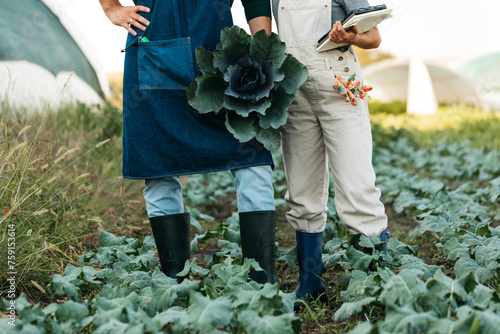 Gardeners posing in cabbage field photo