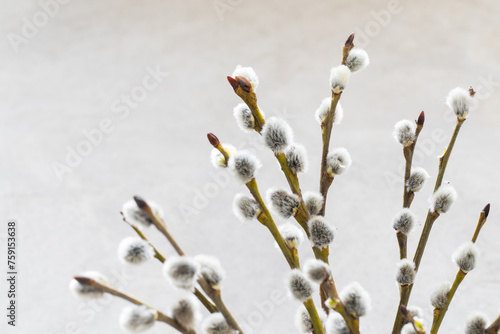 Easter willow branches with fluffy buds. Close-up. Easter Holiday