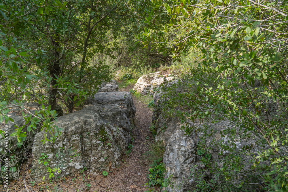 A Forest Path in the Judea Mountains, Israel A Forest Path in the Judea Mountains, Israel