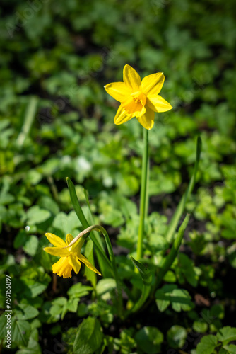 Yellow Daffodil © Rafal Kot